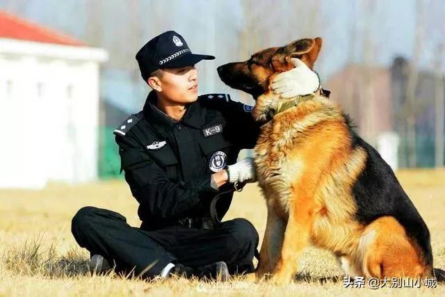 报告狗班长被咬:作为一名警察，被警犬咬过是一种什么样的体验？