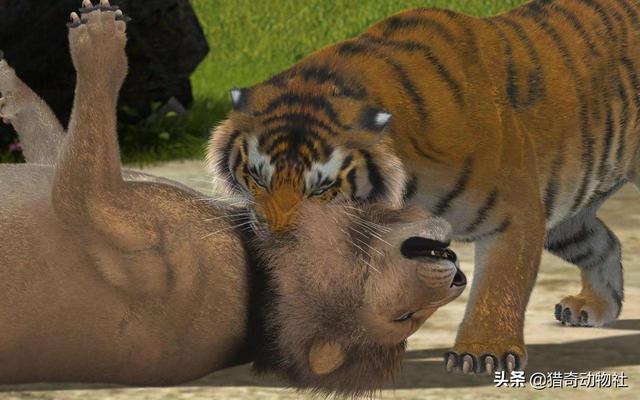 鬼獒王咬死狮子图片:藏獒真的比老虎狮子强吗？