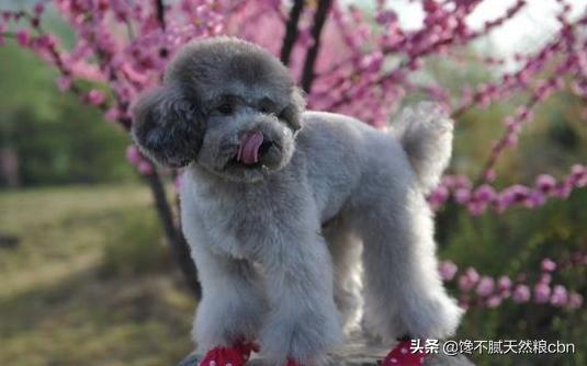 泰迪犬价格百度经验:泰迪犬的价格会受到什么因素的影响？