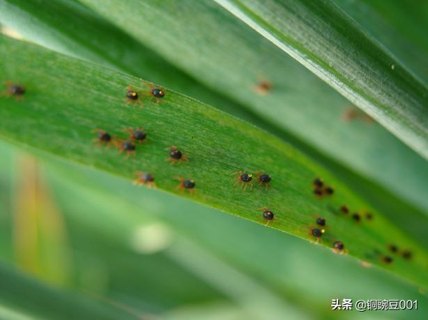 火玫瑰蜘蛛 大麦虫:家里有各种小虫子还有好多蜘蛛该怎么处理？