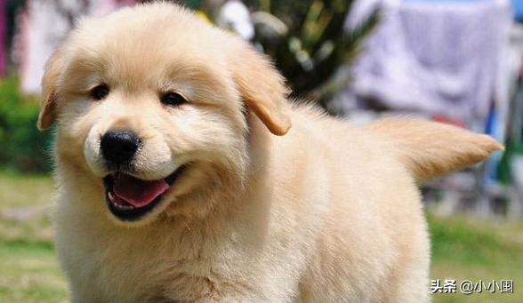 金毛寻回猎犬小时候:怎样辨别金毛幼犬的品质？ 金毛寻回猎犬小时候长什么样?