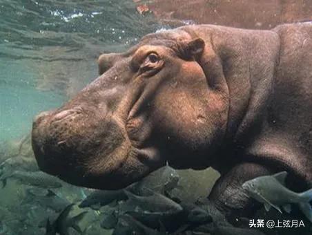 河马vs牛鲨:河马和鳄鱼打起来谁厉害？为什么有人说河马不怕凶猛的鳄鱼？