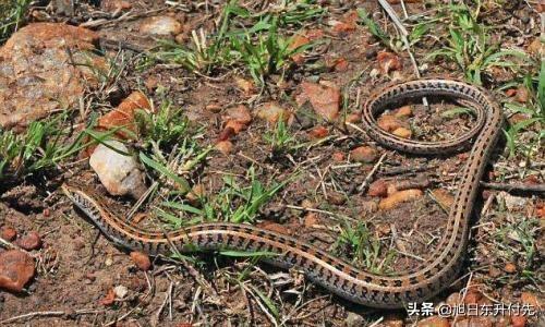 蝮蛇图片 stamen:蝮蛇图片 有毒 夏天来了在农村耕田种地怎么防止踩到蛇？