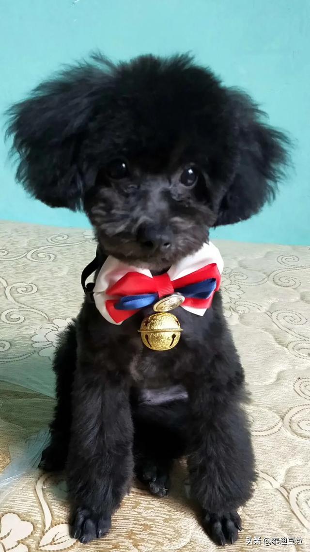 泰迪狗的平均寿命是多少岁:泰迪犬在家里养合不合适？