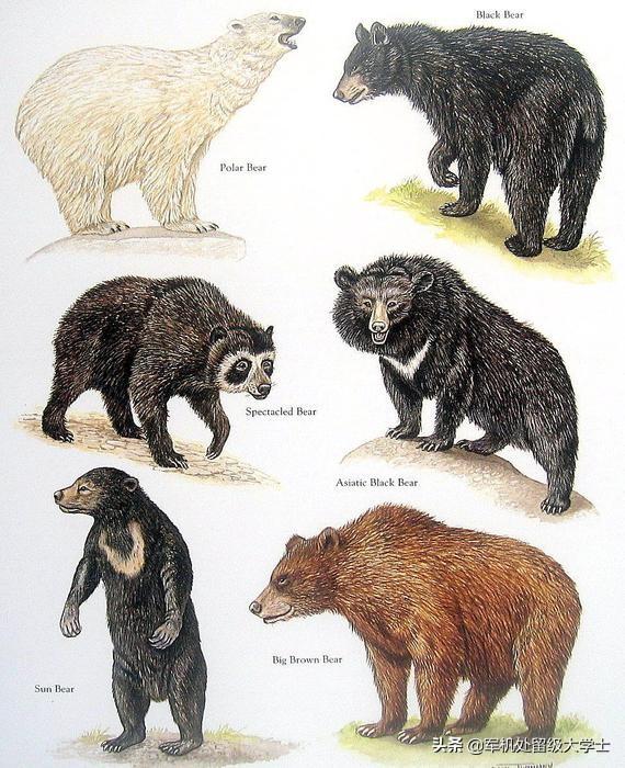 小丑熊和绿巨熊哪个好，棕熊和北极熊谁是终极猛兽之王？