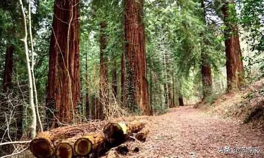 什么是属木,红木知识，什么木属于红木？