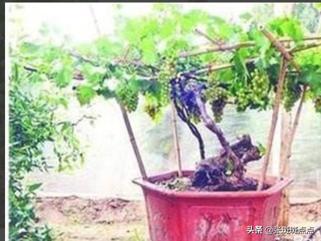 葡萄种植方法:葡萄种植技术,葡萄种植方法？