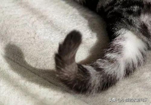 搞笑猫咪和狗狗图片:为什么猫狗用尾巴表示自己的情绪？