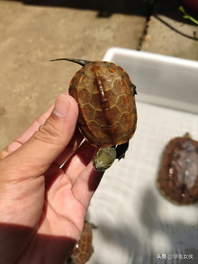 宠物爬行动物有哪些:什么宠物耐饿，生命力强？