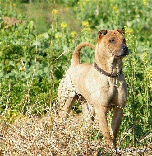 怎么分辨莱卡犬:纯种阿拉斯加犬辨别方法？
