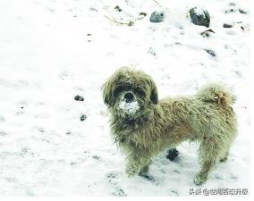 流浪狗和流浪猫中的好句:流浪狗和流浪猫好句摘抄 你觉得流浪狗可怜吗，该不该救？