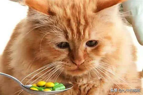 猫泛白细胞减少症病毒英文:猫咪五大传染病以及预防？