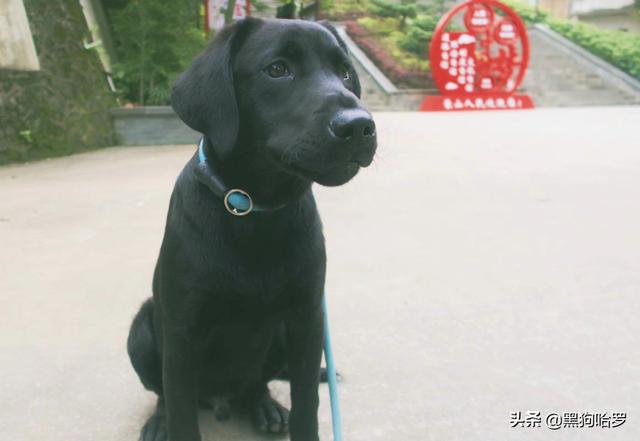 不爱叫适合家养的小型犬:想养一只不喜欢叫的狗狗，有什么可以推荐的吗？