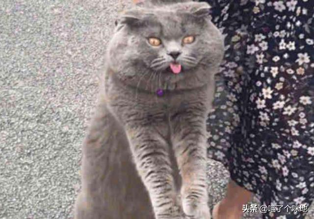 猫怕黄瓜图片gif:农村俗话说:“涝不死的黄瓜，旱不死的葱”，真的是这样吗？