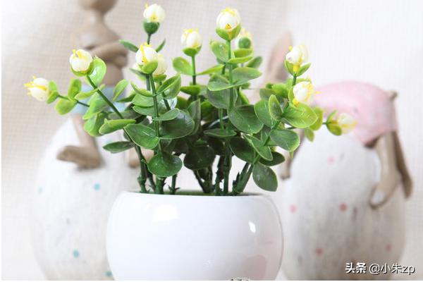 室内观赏植物:室内种植花草哪些比较适合？