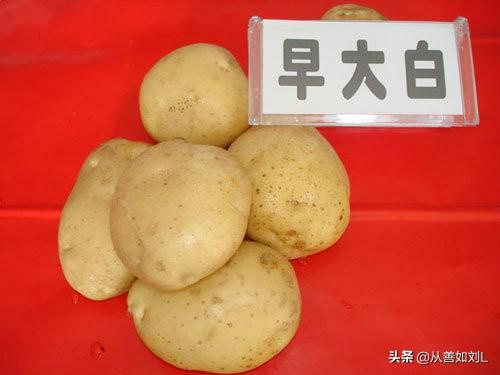 德国bunny草本兔粮官网:农村种植的土豆退化现象越来越严重，有什么好办法可防止退化？