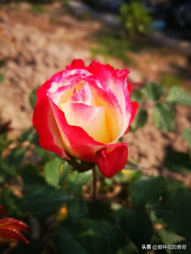 最香的几款月季品种是什么？插图17