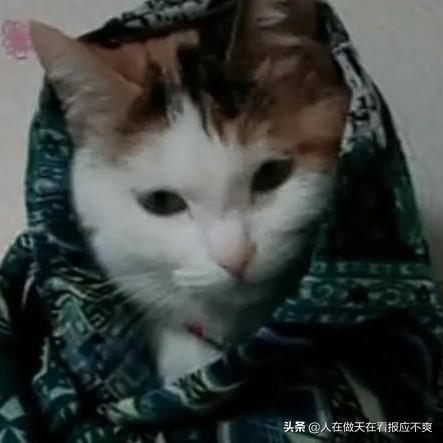 你什么时候被猫的智商震惊了？插图47