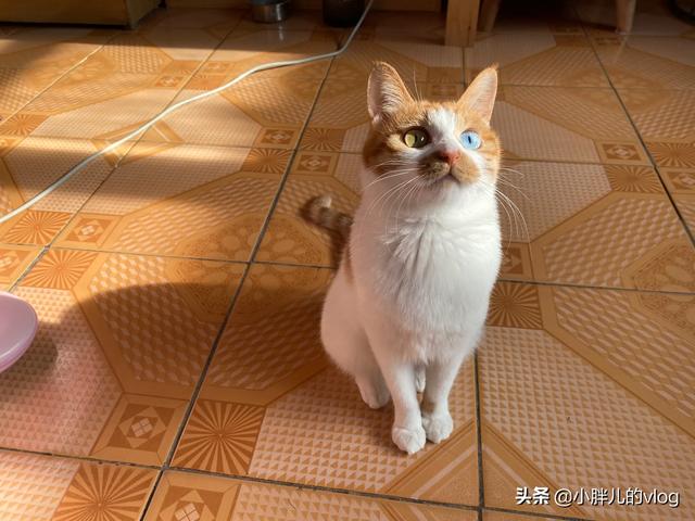 周颖虐猫:农村养土猫真的是在虐猫吗，被喷怎么办？