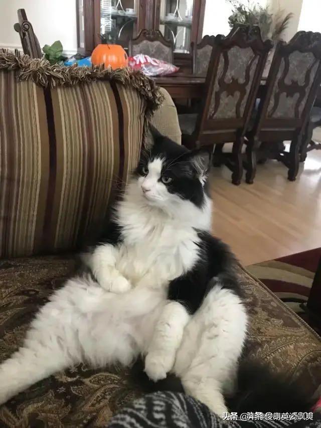 激色猫:身上有三种花色的猫都是母猫，这是真的吗？