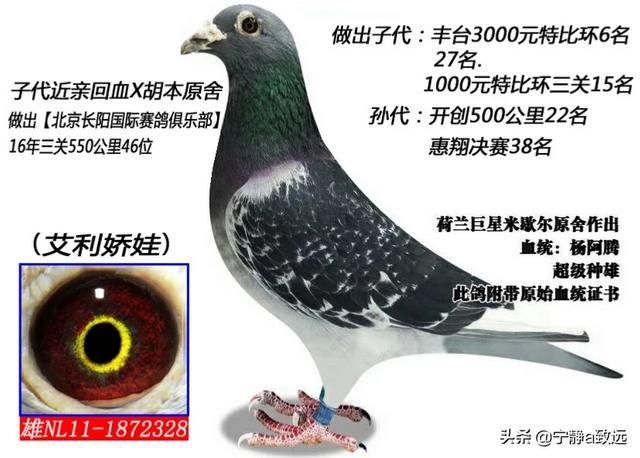 信鸽眼砂重要吗:鸽子翅膀颤抖的爆发力强吗？