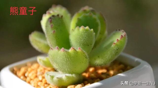 燕子掌能净化空气:多肉植物有绿化净化空气吗？