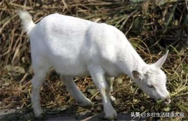 寄生虫性皮肤病用什么药:寄生虫性皮肤病症状 常见的羊皮肤上寄生虫病，养羊如何进行治疗？