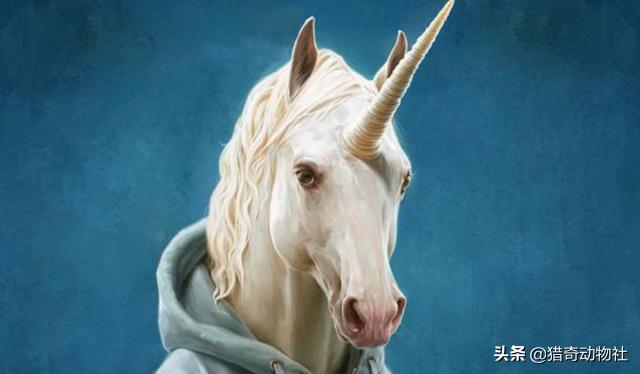 头条问答 肉食动物有长角的动物吗 有哪些 猎奇动物社的回答 0赞