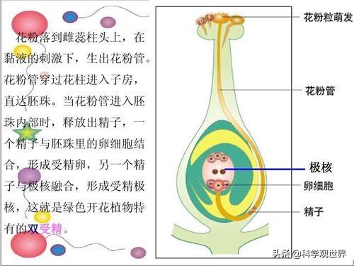 鲨鱼为什么是单性繁殖，为什么有些教科书上说有性生殖比无性生殖在进化上更有意义