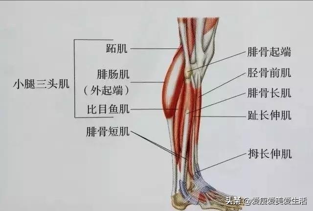 腿部肌肉名称和位置图图片