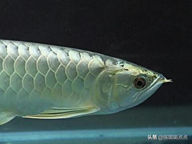 银龙鱼的饲养与观赏:养银龙鱼需要什么样的水？