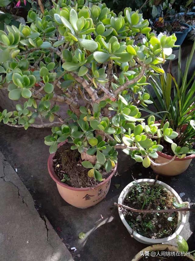 玉树养成盆景的几个技巧，为什么有人养在室内就容易挂掉呢？插图55