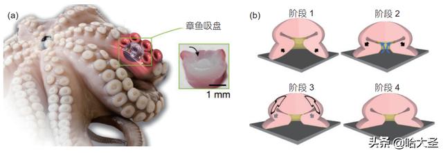 成功案例图片:<a href=https://maguai.com/list/72-0-0.html target=_blank class=infotextkey>历史</a>上，有哪些蛇吞象成功了的案例？(蛇吞象的成语前面一句)