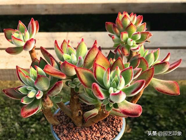 多肉植物种类作文:养多肉，哪些品种你最喜欢？