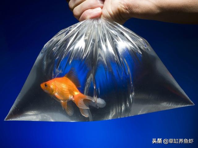 红斑马鱼:问孔雀鱼，红斑马鱼，神仙鱼能一起喂养吗？