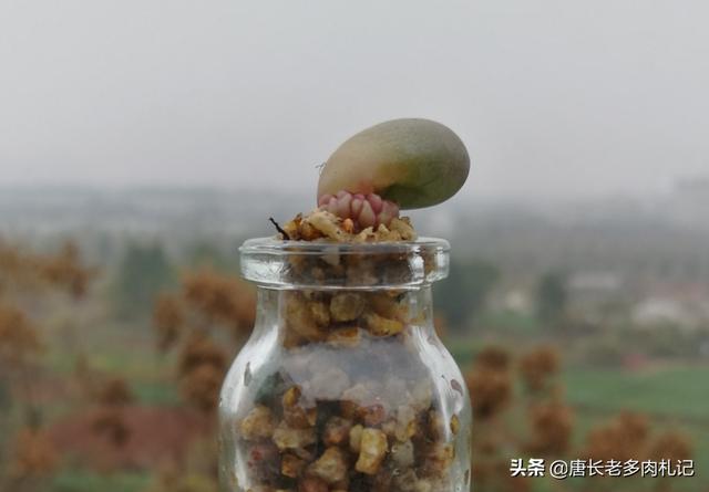 长生草属:无孔的玻璃瓶养多肉是什么原理？