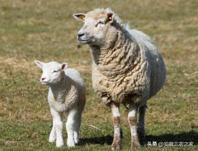 养殖什么好养又赚钱:农业养殖，养什么风险小又赚钱？