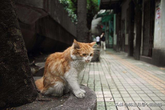 绝育手术:你觉得给猫狗做绝育手术是对的吗？ 绝育手术怎么做的