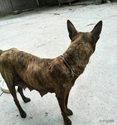 虎斑波尔多犬价格:虎斑犬有哪些缺点？为什么？