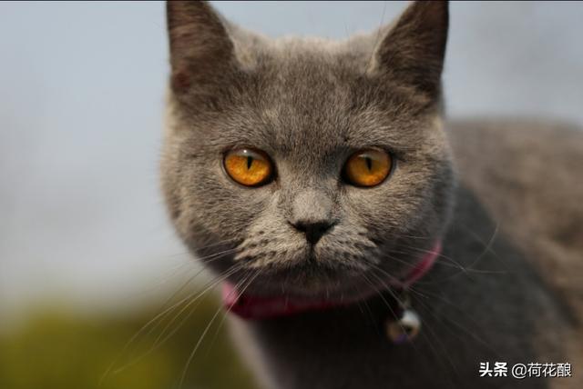 猫咪的品种及特征:黑猫警长和汤姆猫、布奇先生、图多盖洛小姐各是什么品种的猫？