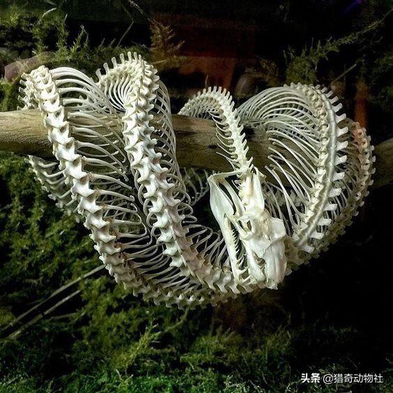 古巨蜥澳洲魔龙:你认为你天生就有吃动物的权利吗