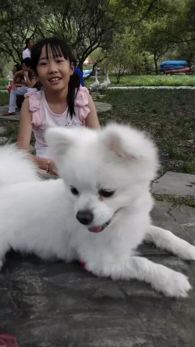 米格鲁犬遛弯能放狗绳吗:为什么有人提倡公共场合禁止遛狗？