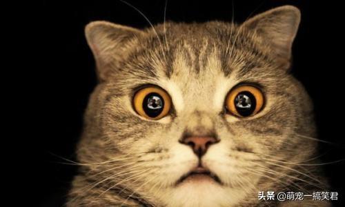 猫咪咕噜咕噜叫的原因:猫猫总是持续地呼噜呼噜是为什么？