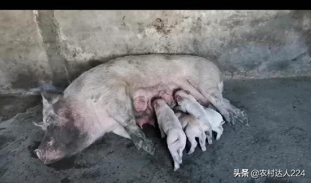 牛弓形虫病的症状图片:兔子弓形虫病的症状图片 猫感染弓形虫有什么症状？