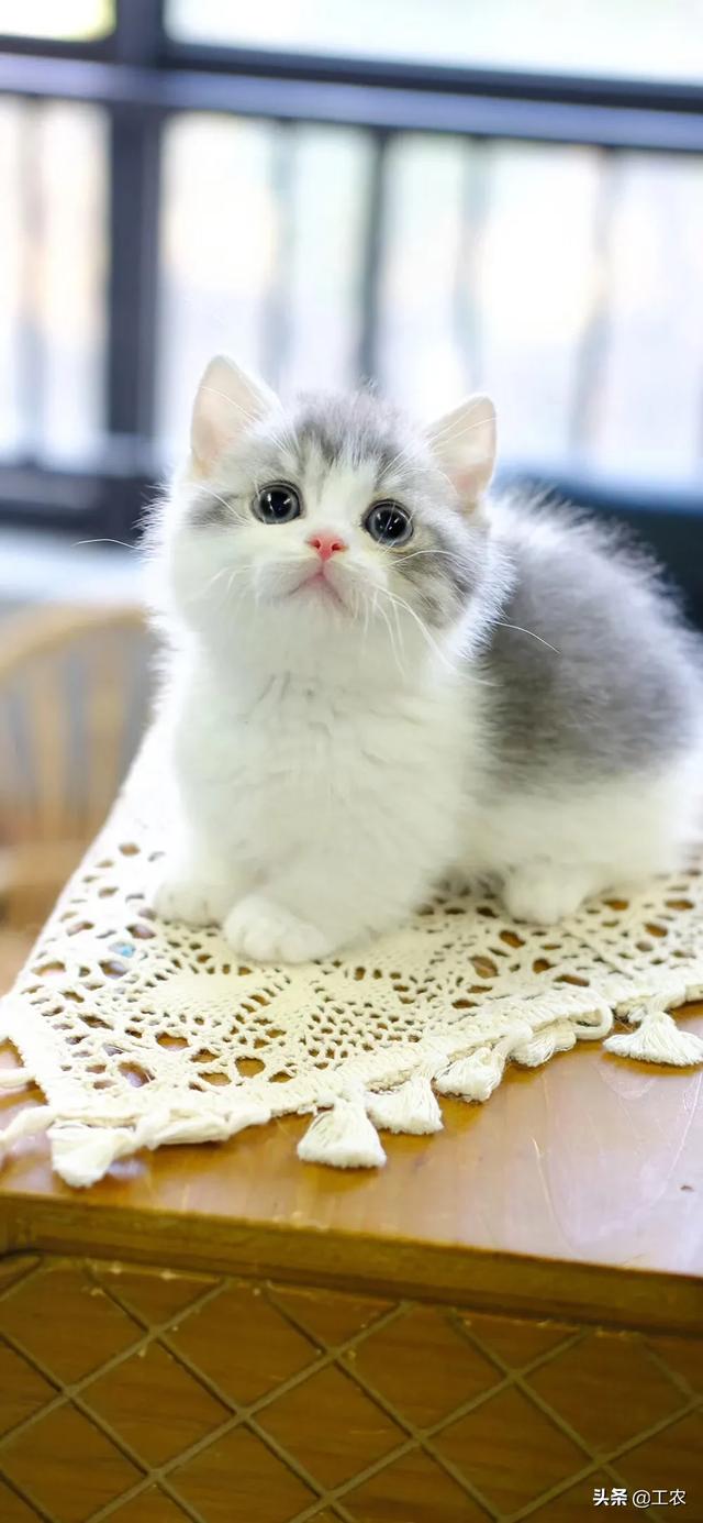 猫咪品种大全及价格:曼基康猫多少钱一只与如何挑选？