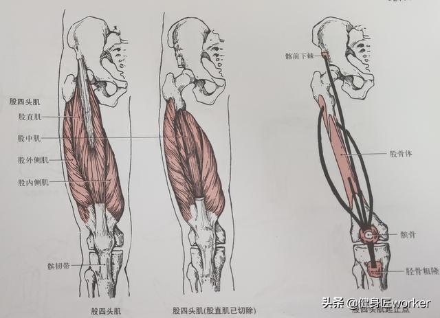 头条问答 腿部训练包括大腿和小腿一次训练多长时间多大重量最好 6个回答