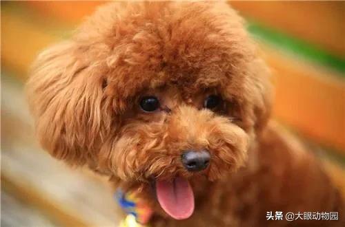 贵宾犬怎么养毛发好:怎样做才能让泰迪犬的毛发更漂亮？