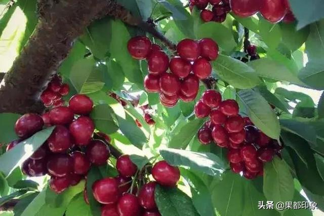 俄罗斯八号大樱桃与美早谁更受种植者和市场欢迎？