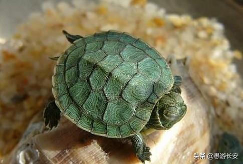 养乌龟能两只一起养吗，两只巴掌大的草龟能和两只2cm长的巴西龟一起养吗