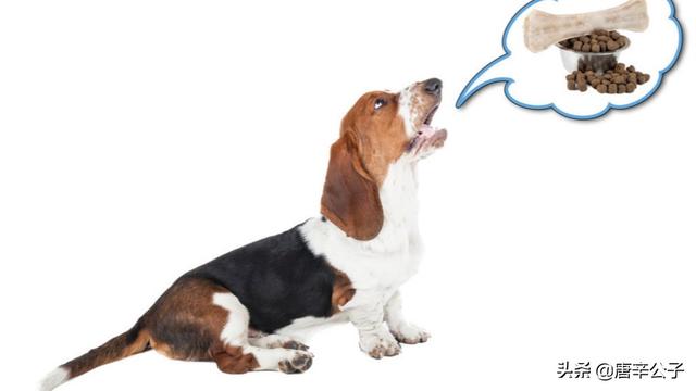 狗狗反刍的相关知识:狗狗反刍的原因有哪些 有什么办法，可以制止狗狗乱叫？